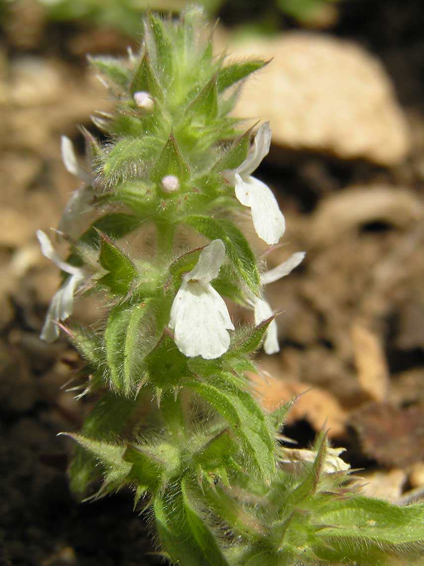 Stachys romana (=Sideritis romana) / Stregonia comune